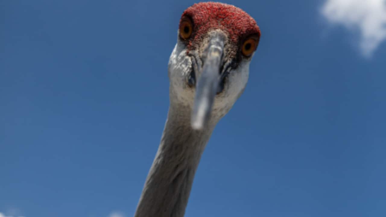 "'Has anyone hacked NASA?': Space agency shares photo of a large brown-eyed Sandhill Crane; internet in shock