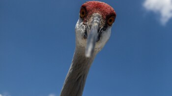 The large, brown eyes of a sandhill crane stare directly into the camera. (Image: NASA)