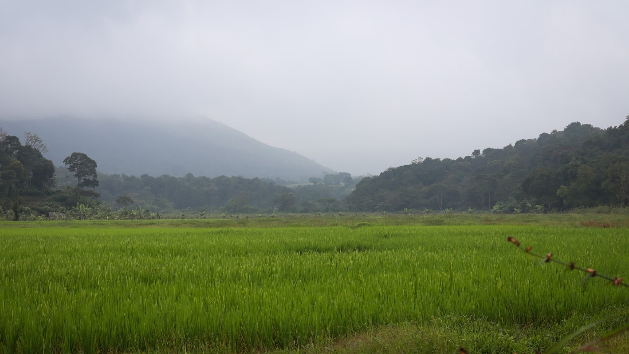 A scenic view of Sakleshpur’s rustic villages, surrounded by rolling hills and plantations. (Image: Canva)