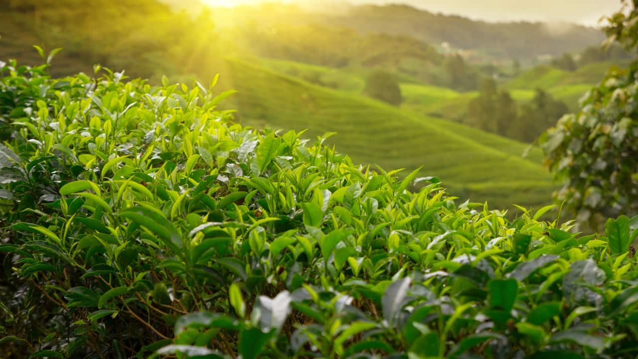 Walk through Sakleshpur's fragrant coffee and spice plantations, a sensory journey through nature. (Representative Image)