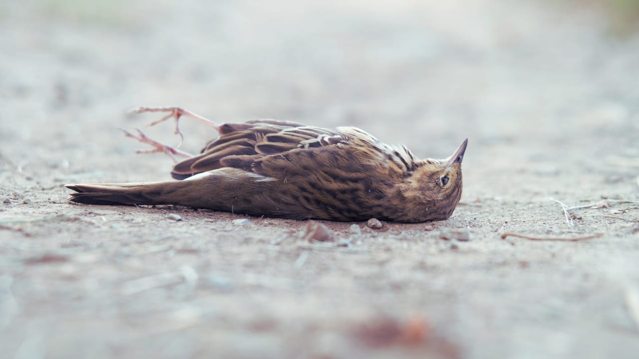 4. Jatinga, Assam Famous for its unexplained "bird suicides," Jatinga leaves even scientists baffled. Every year, birds mysteriously dive to their deaths during specific months, fueling tales of supernatural forces at work. (Image: Canva)