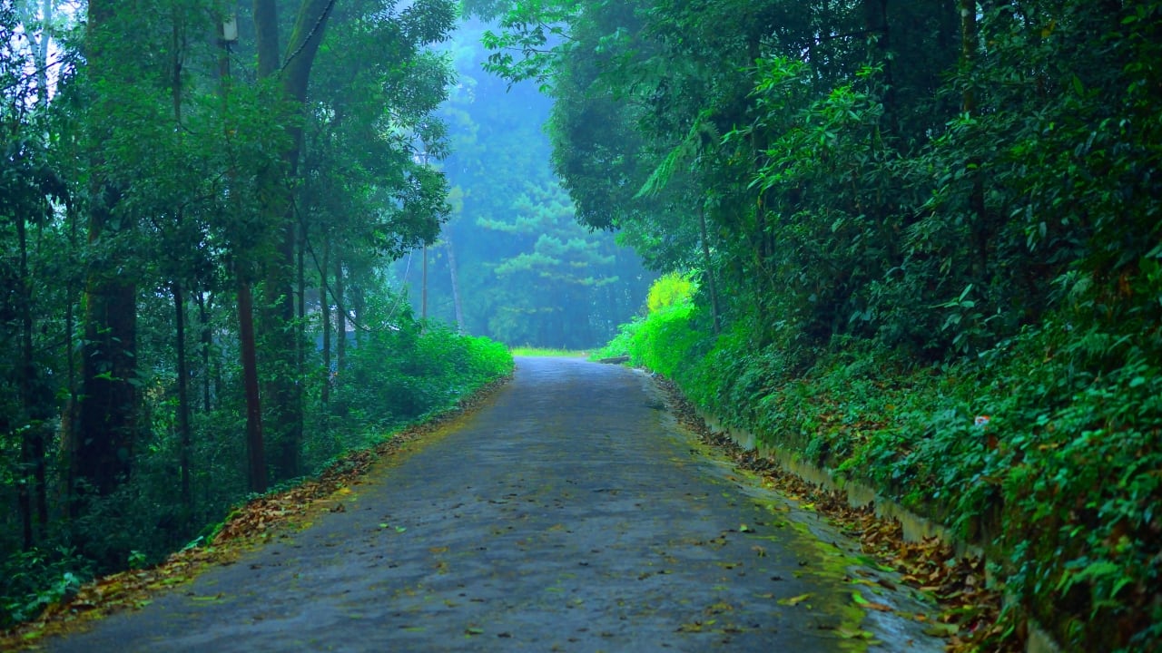 5. Dow Hill, Kurseong Nestled in the hills of Darjeeling, Dow Hill offers breathtaking views with a side of terror. Its school corridors and surrounding forests are rumored to be haunted by restless spirits, including a headless ghost. (Image: Canva)