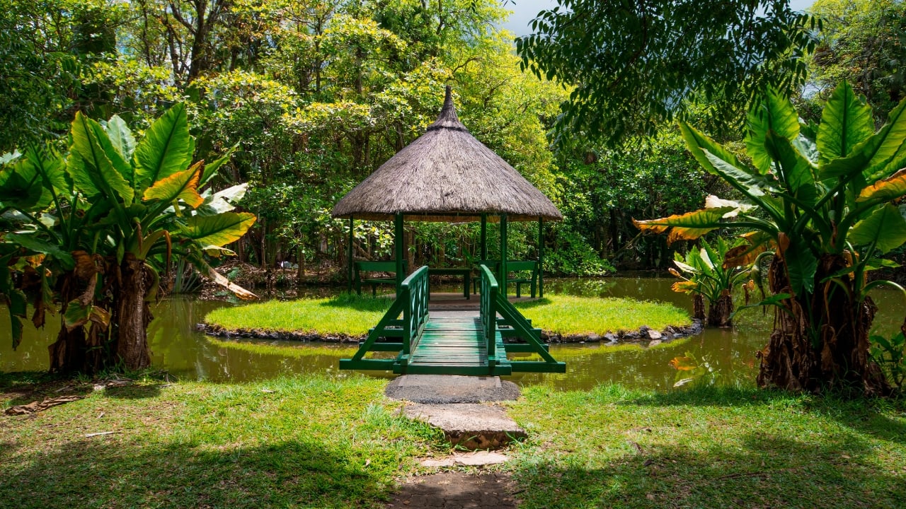 5. Visit the Pamplemousses Botanical Garden Stroll hand-in-hand through the lush Pamplemousses Botanical Garden, one of the oldest in the Southern Hemisphere. With its tranquil ponds, towering palm trees, and vibrant flora, the garden provides an enchanting atmosphere for couples to connect with nature. (Image: Canva)