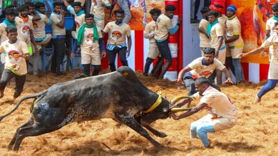 Jallikattu (file photo)
