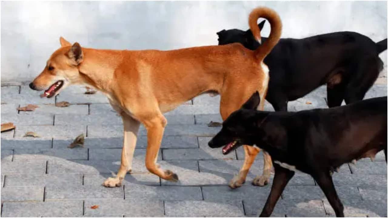 UP stray dogs biting humans twice face ‘life imprisonment’; first-time biters to be ‘jailed’ for 10 days