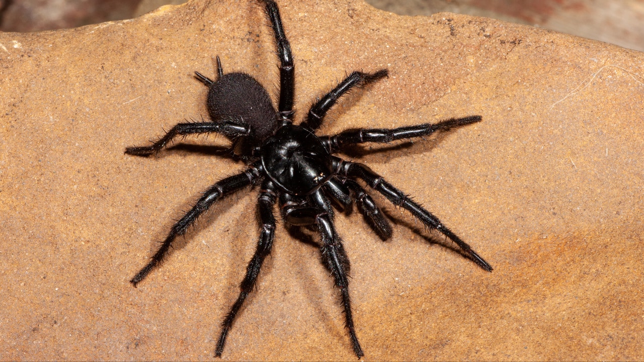 Scientists discover two new species of World's deadliest funnel-web spider