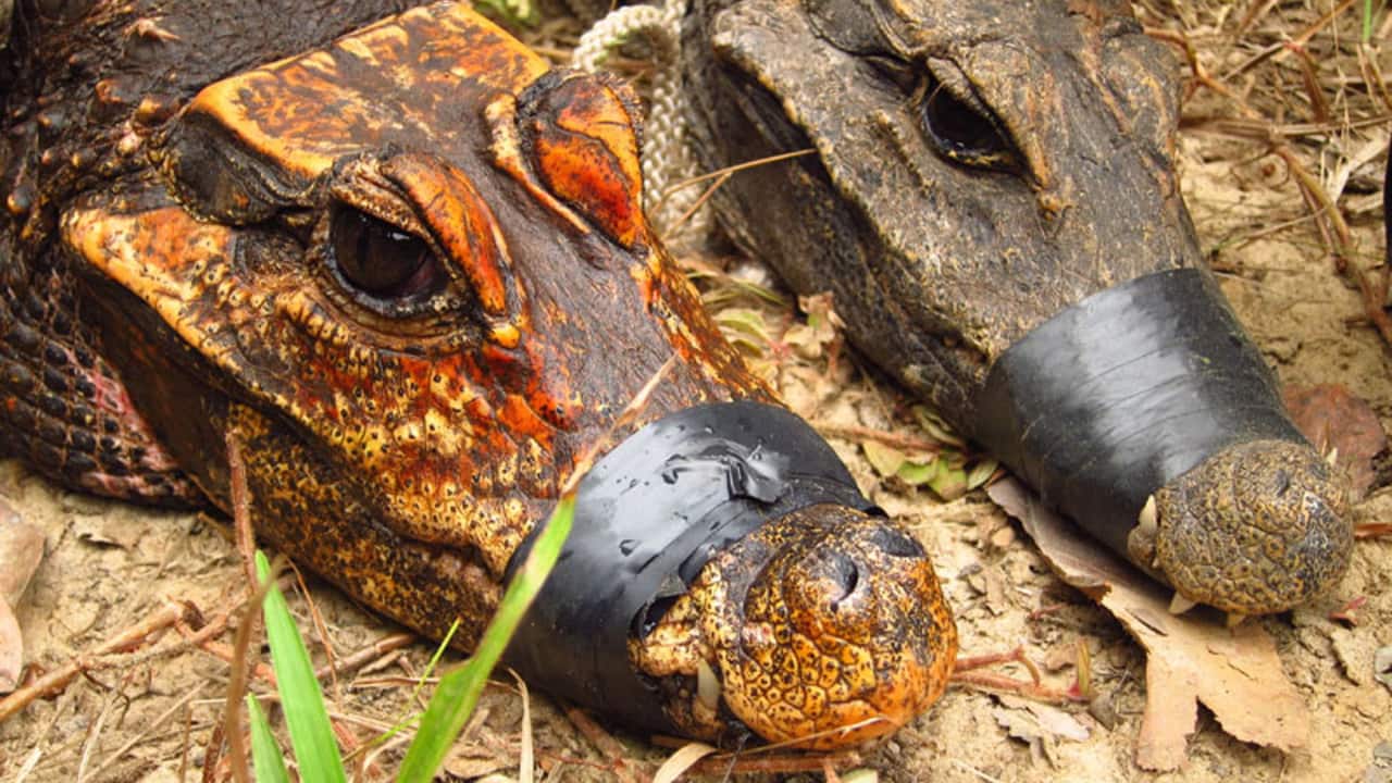 'Bat-eating crocodiles': Orange dwarf cave crocs begin mutating into a new species