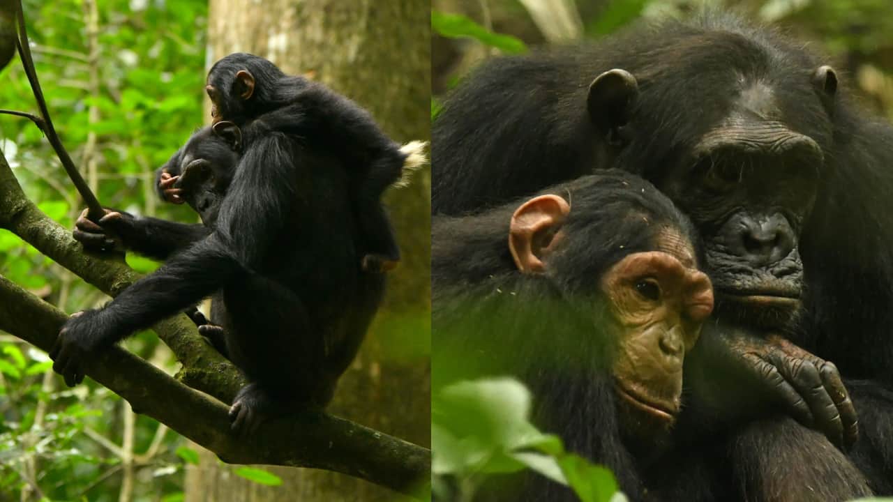 This chimpanzee mother and daughter created their own language: Here’s their unique story