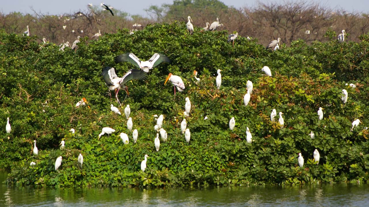 Over 92,000 migratory birds of 85 species flock to Himachal Pradesh's vibrant wetlands