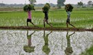 Can AI transform Indian agriculture? Yes, but we need to learn from past failures first