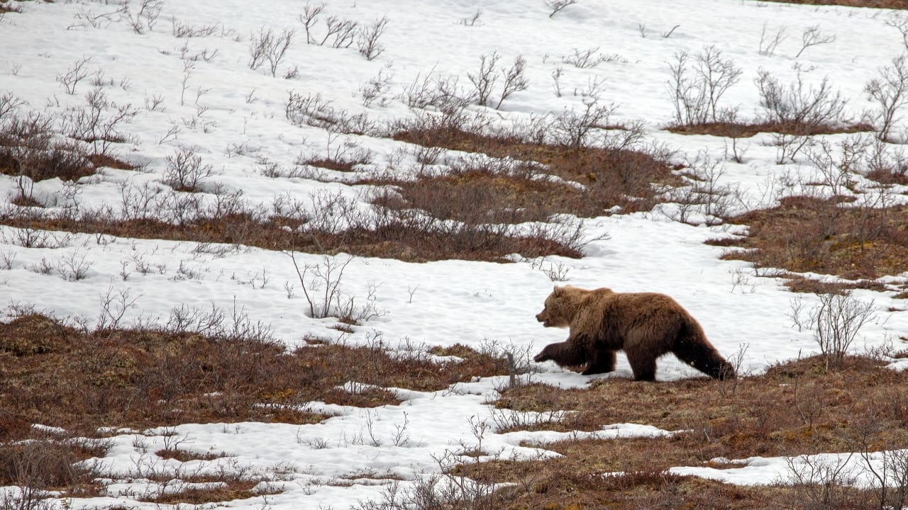 Denali National Park, a stunning blend of natural beauty and diverse wildlife, stands tall with its rich history and heritage. (Image: Canva)
