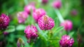 Red clover: Here's how triphala eases menopause symptoms, supports bone health, circulation