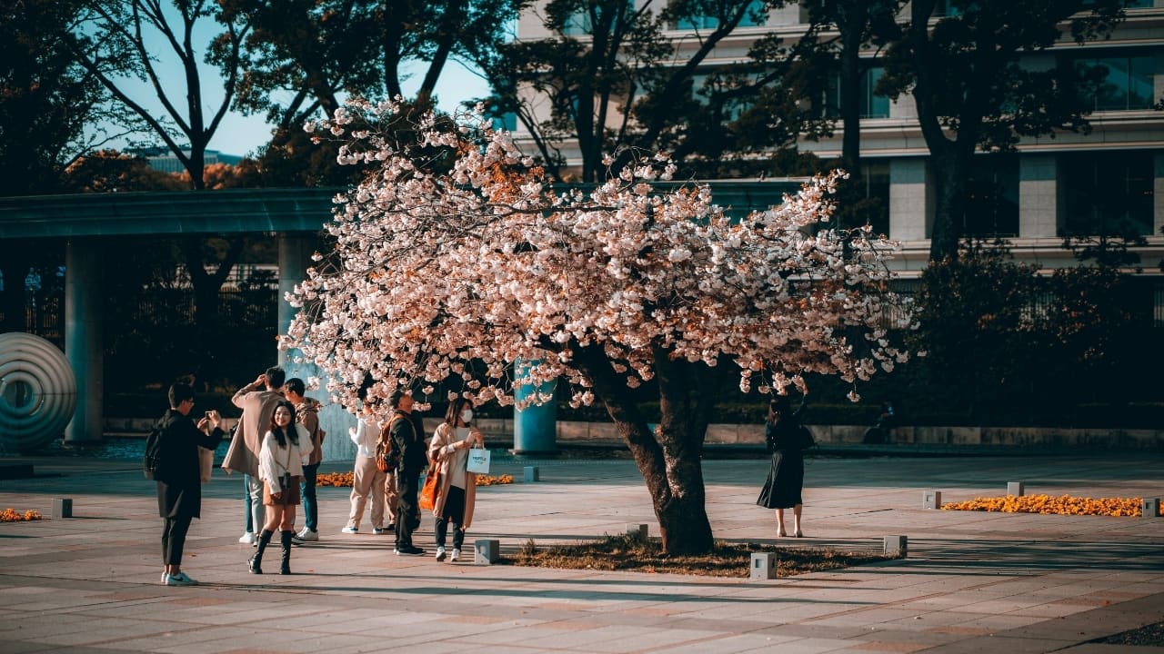 Explore Japan's Cherry Blossom Magic in 2025: When and where to go