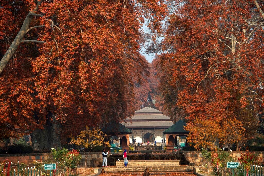 J&K govt starts digital Aadhar and geo-tagging for iconic Chinar trees to preserve heritage