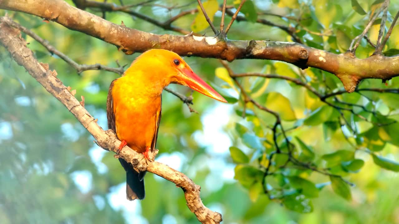 Avian diversity shines at Sundarban Bird Festival 2025 with 154 species spotted