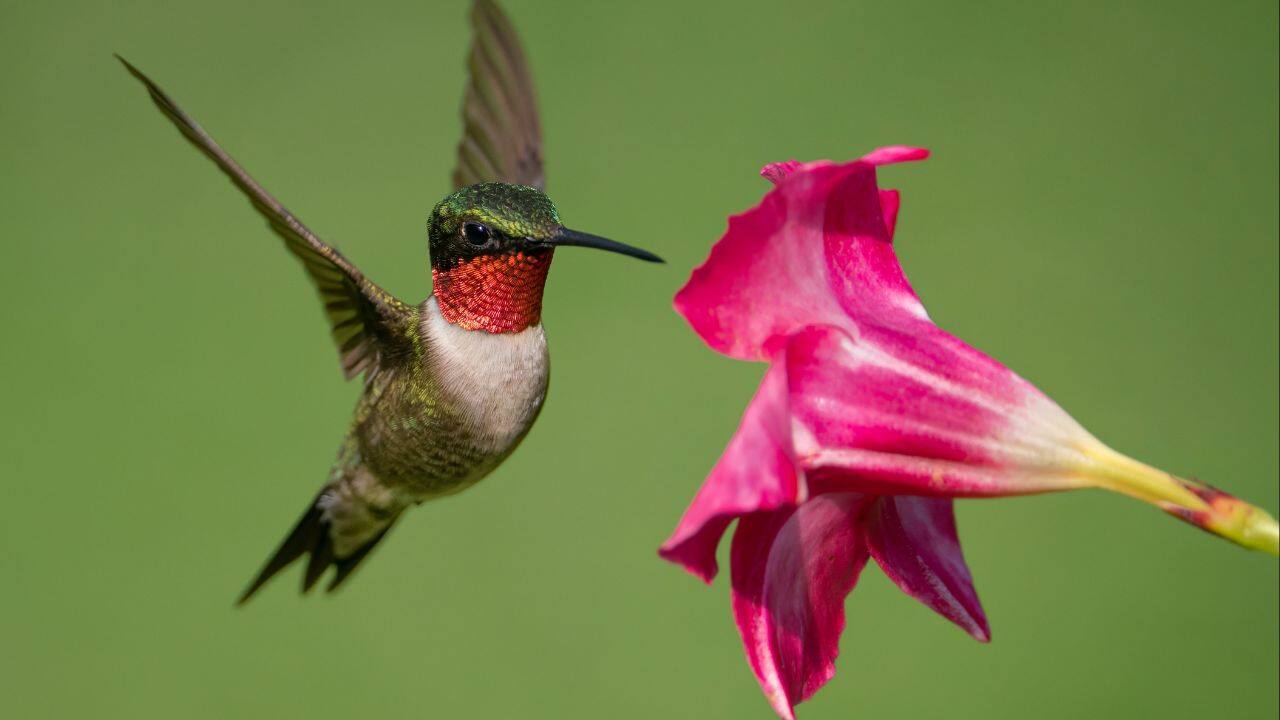 RUBY-THROATED HUMMINGBIRD: Spot these iridescent birds as they migrate from Canada to Central America, refueling at nectar-rich flowers. (Image: Canva)