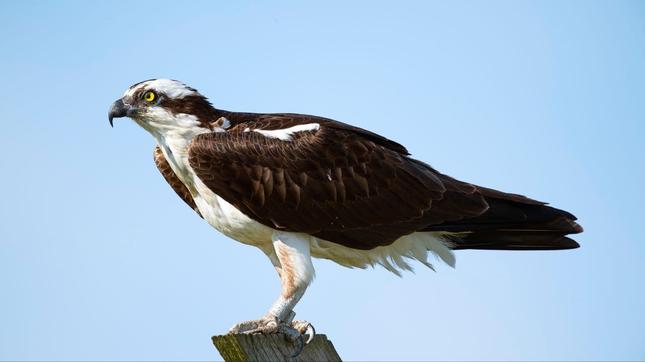 OSPREY: Watch as Ospreys migrate from North America to Central and South America, showcasing their impressive diving skills. (Image: Canva)