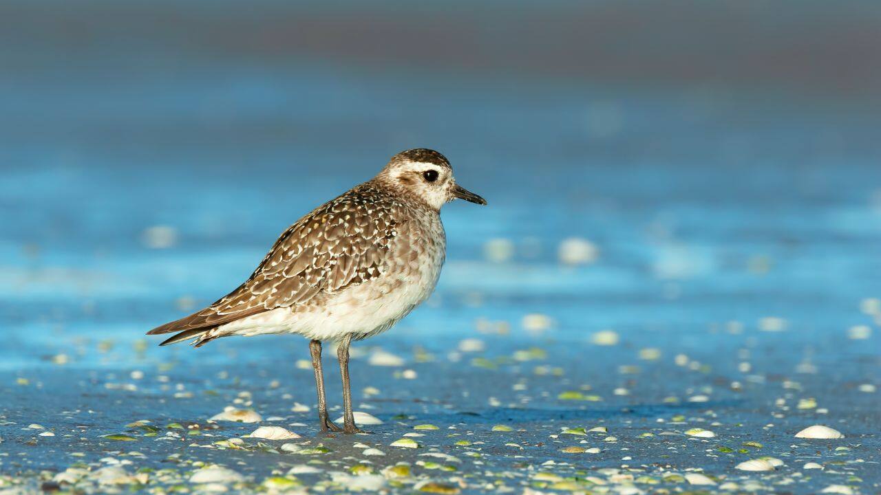 AMERICAN GOLDEN-PLOVER: Observe the dramatic transformation of American Golden-Plovers, migrating from Arctic breeding grounds to South American wintering grounds. (image: Canva)