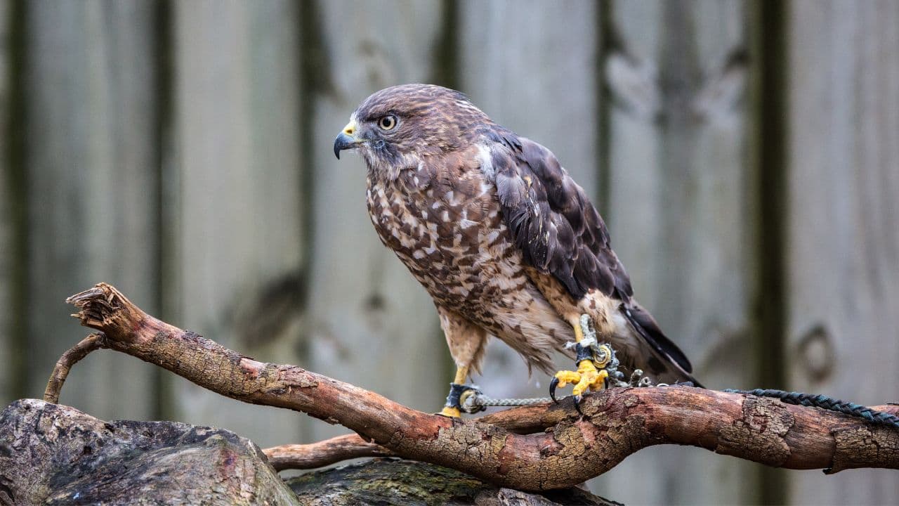 BROAD WINGED-HAWK: Witness the spectacular kettling behavior of Broad-Winged Hawks, migrating in large flocks from North America to South America. (Image: Canva)