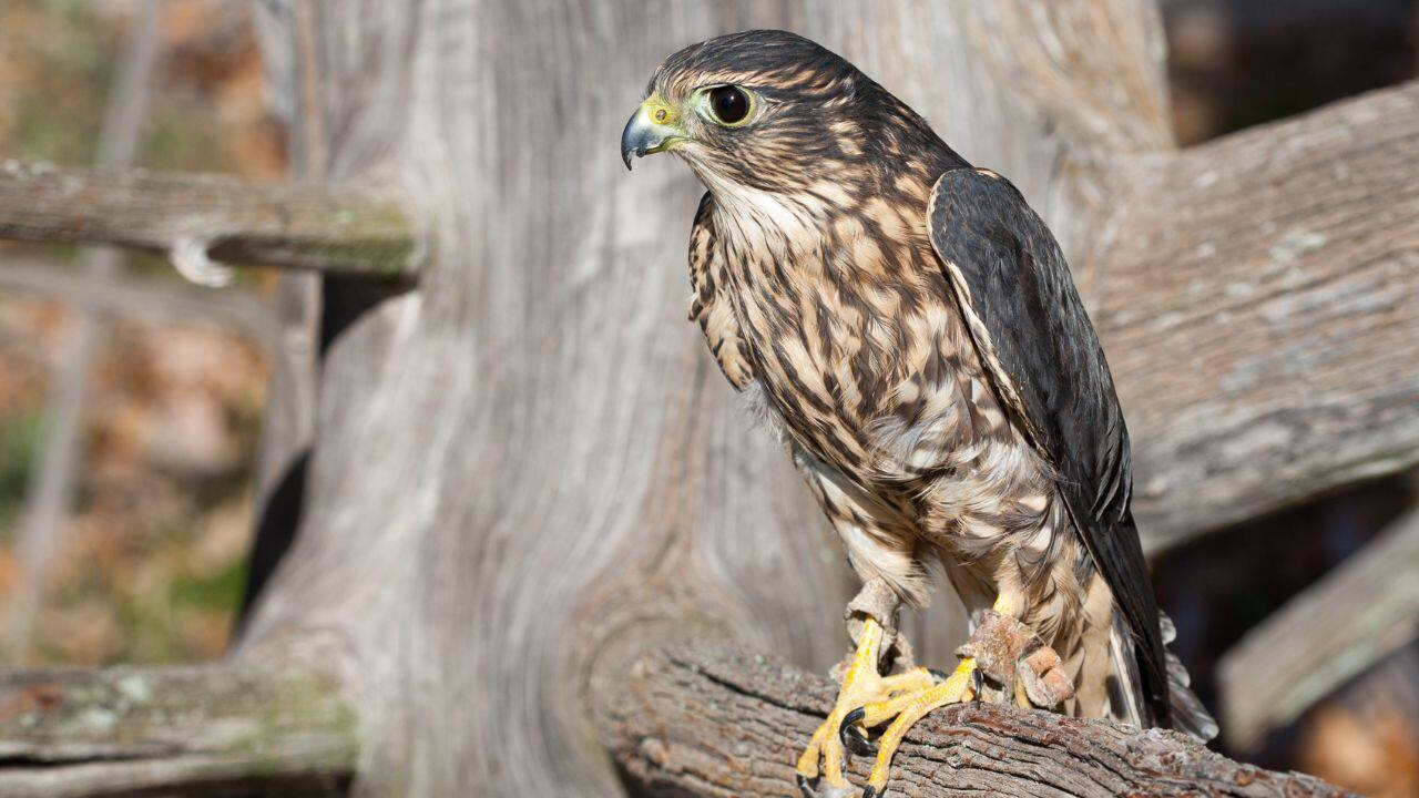 MERLIN: Catch a glimpse of the swift and agile Merlin, migrating from North America's boreal forests to Central and South America's warmer regions. (Image: Canva)