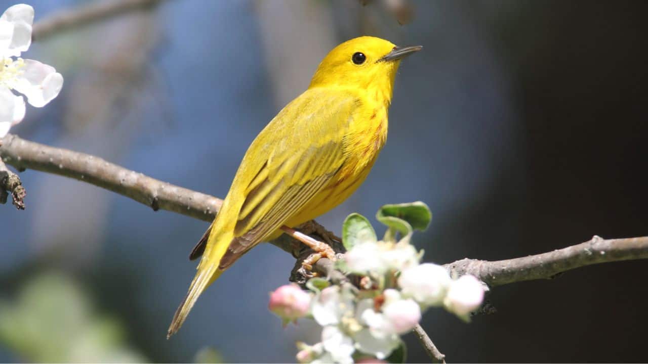 YELLOW WARBLER: Welcome the bright and cheerful Yellow Warblers, migrating from North America's forests to Central and South America's tropical habitats. (Image: Canva)