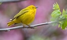10 Incredible Migratory Birds to Spot This Winter 10 Incredible Migratory Birds to Spot This Winter