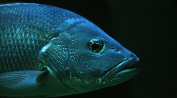 According to experts, the vomit is made up of at least two different species of sea lily, which were likely eaten by a fish that threw up the parts it could not digest. (Representational image: Unsplash)