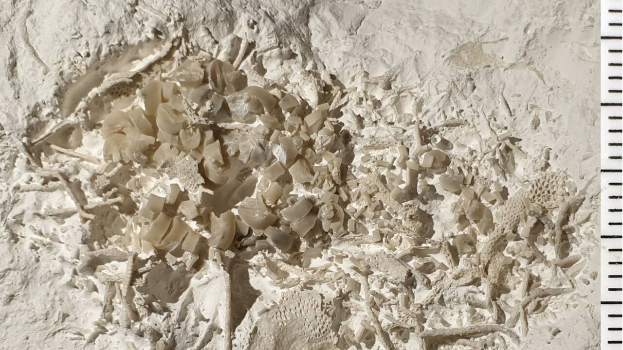 A regurgitated clump of sea lily fragments from at least two different species of sea lilies that were eaten during the Cretaceous period 66 million years ago. (Image credit: AFP)