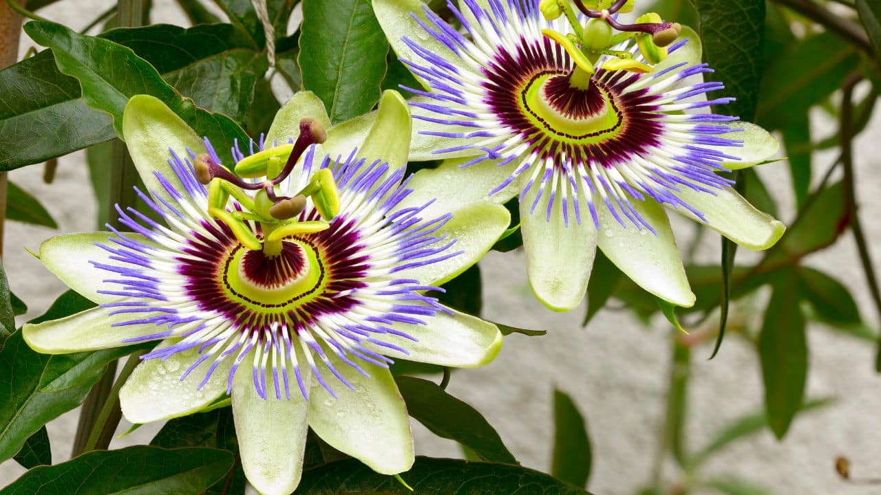 Promotes Sleep: Known as a dream enhancer, passion flower improves sleep quality. It aids in combating insomnia by increasing gamma-aminobutyric acid (GABA), which calms brain activity, fostering restful nights. (Image: Canva)