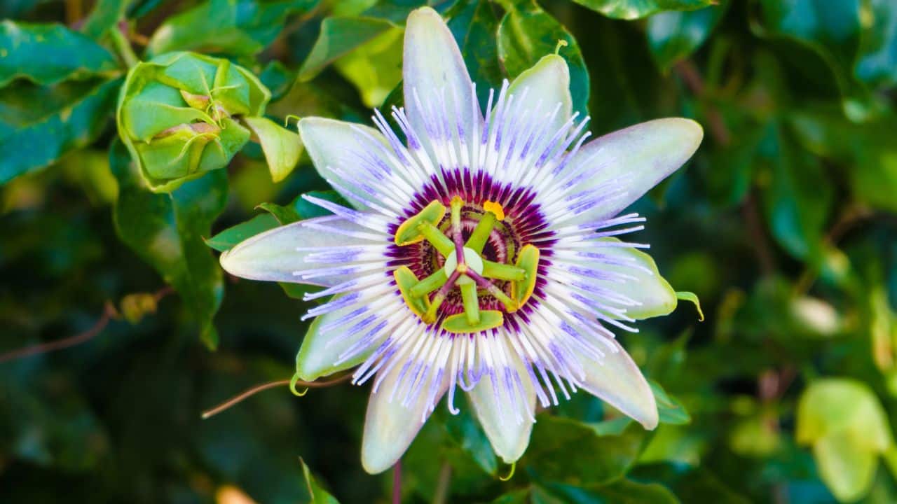 Stress Relief: Passion flower helps reduce stress by calming the nervous system. Its soothing properties allow the body to relax, offering relief from daily worries and tensions. (Image: Canva)