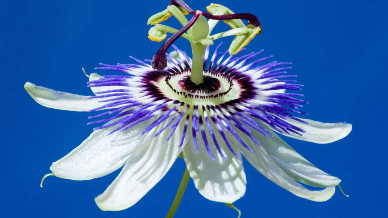 Enhances Dreams: Used for centuries, passion flower is believed to enhance vivid dreams. Many use it to explore deeper realms of sleep and dream more creatively. (Image: Canva)
