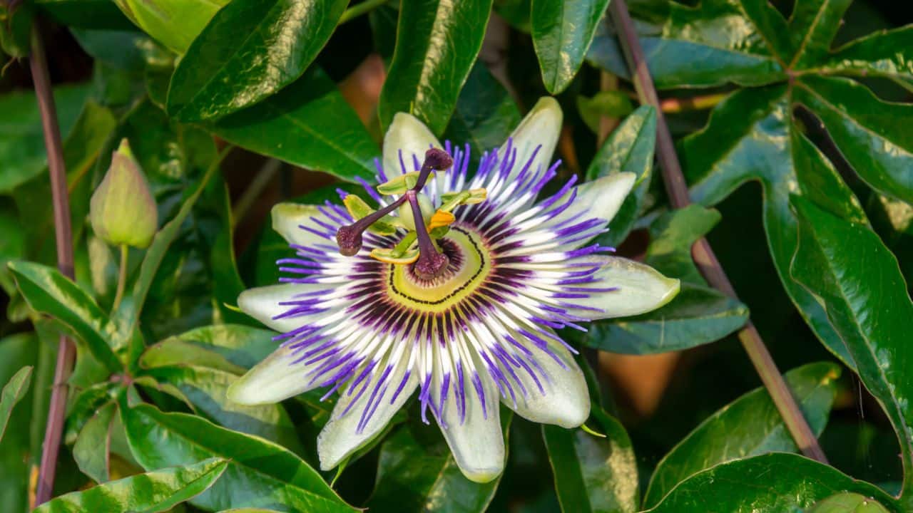 Traditional Medicinal Use: This plant has been a part of traditional medicine across cultures. Indigenous communities valued it for its ability to treat sleep disorders, stress, and restlessness. (Image: Canva)