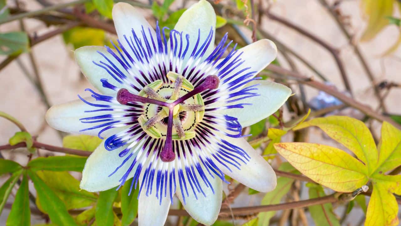 Dream Plant Legacy: Passion flower’s reputation as a dream plant comes from its profound effects on sleep and relaxation. It continues to be cherished for its ability to enhance well-being naturally. (Image: Canva)