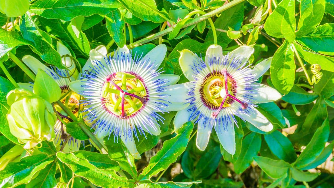 Natural Pain Reliever: Passion flower is known for reducing mild pain. It contains alkaloids that soothe aches and provide comfort without relying on synthetic medicines. (Image: Canva)
