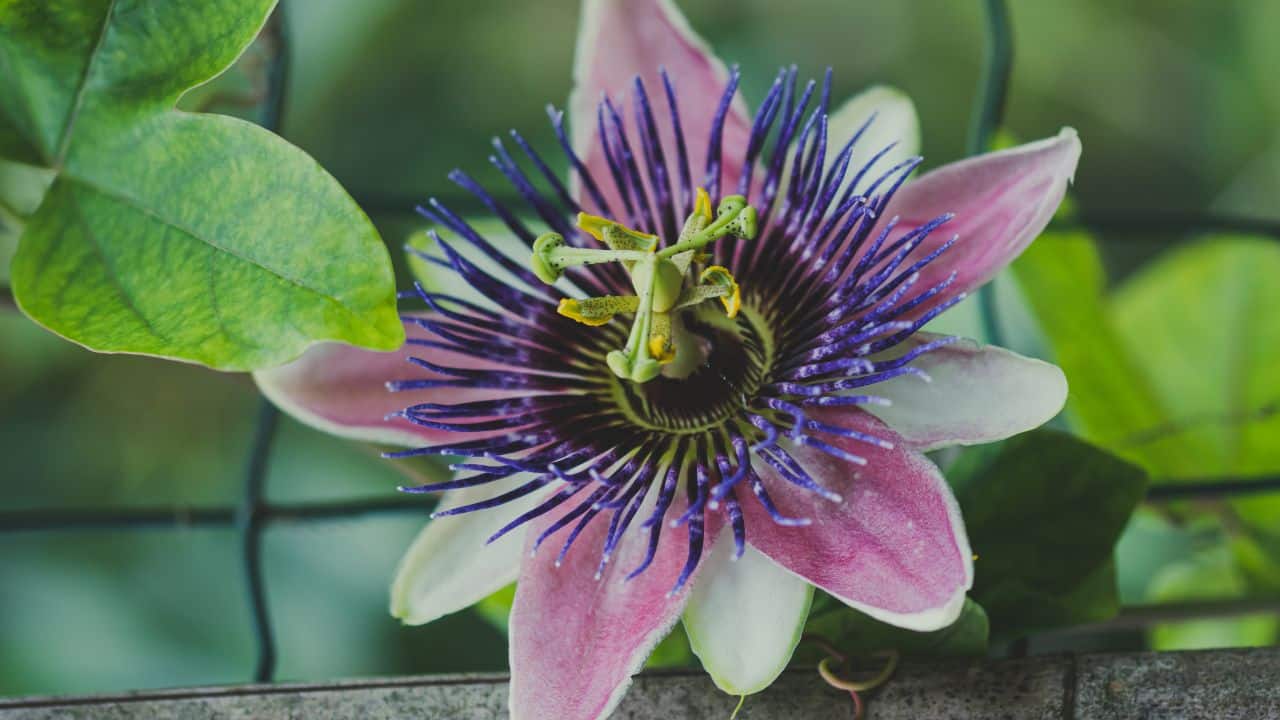 Mental Clarity: By calming overactive thoughts, passion flower fosters mental clarity. It aids in meditation and mindfulness, allowing deeper connection with one’s thoughts. (Image: Canva)