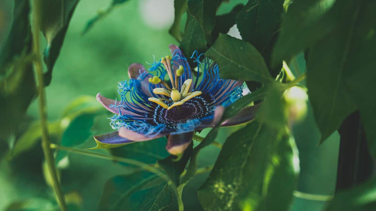 Calming Effects: Passion flower has natural sedative properties that ease anxiety. Its compounds help relax your mind and body, making it a preferred herb for those seeking calmness and better sleep. (Image: Canva) Calming Effects: Passion flower has natural sedative properties that ease anxiety. Its compounds help relax your mind and body, making it a preferred herb for those seeking calmness and better sleep. (Image: Canva)