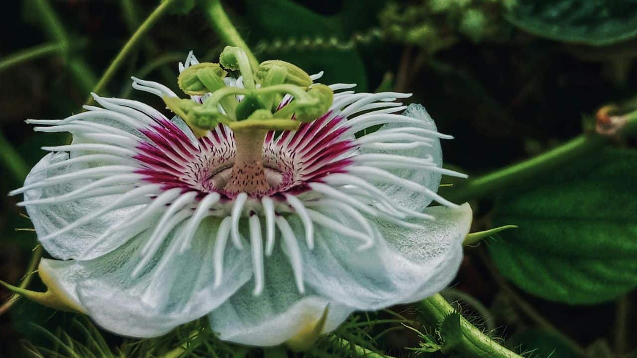 Aids in Relaxation: The plant’s natural compounds promote overall relaxation. Its extracts are often used in teas or supplements to encourage a sense of peace. (Image: Canva)