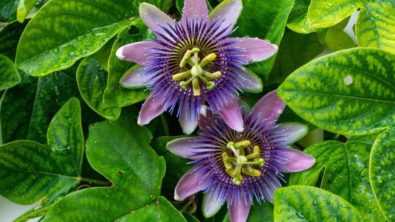 Non-Addictive: Unlike some sleep aids, passion flower is non-addictive. Its natural approach to calming the mind and body makes it a safe option for regular use. (Image: Canva)