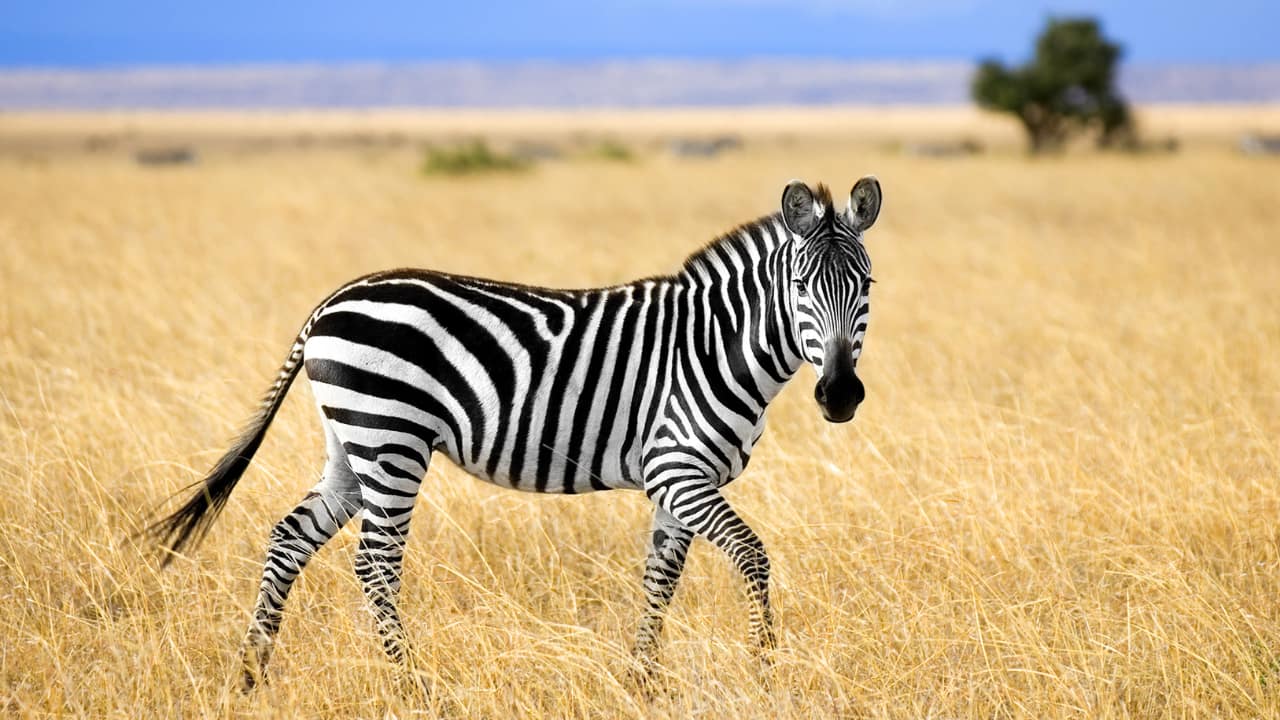 International Zebra Day 2025: Date, history and significance