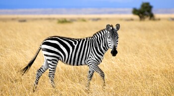 International Zebra Day