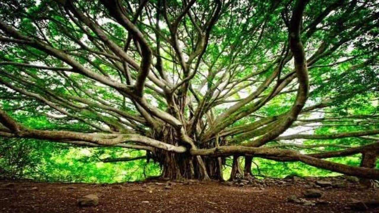 A tree that won’t stop growing: Meet the 550-year-old banyan with a haunting legacy that spans 4 football fields