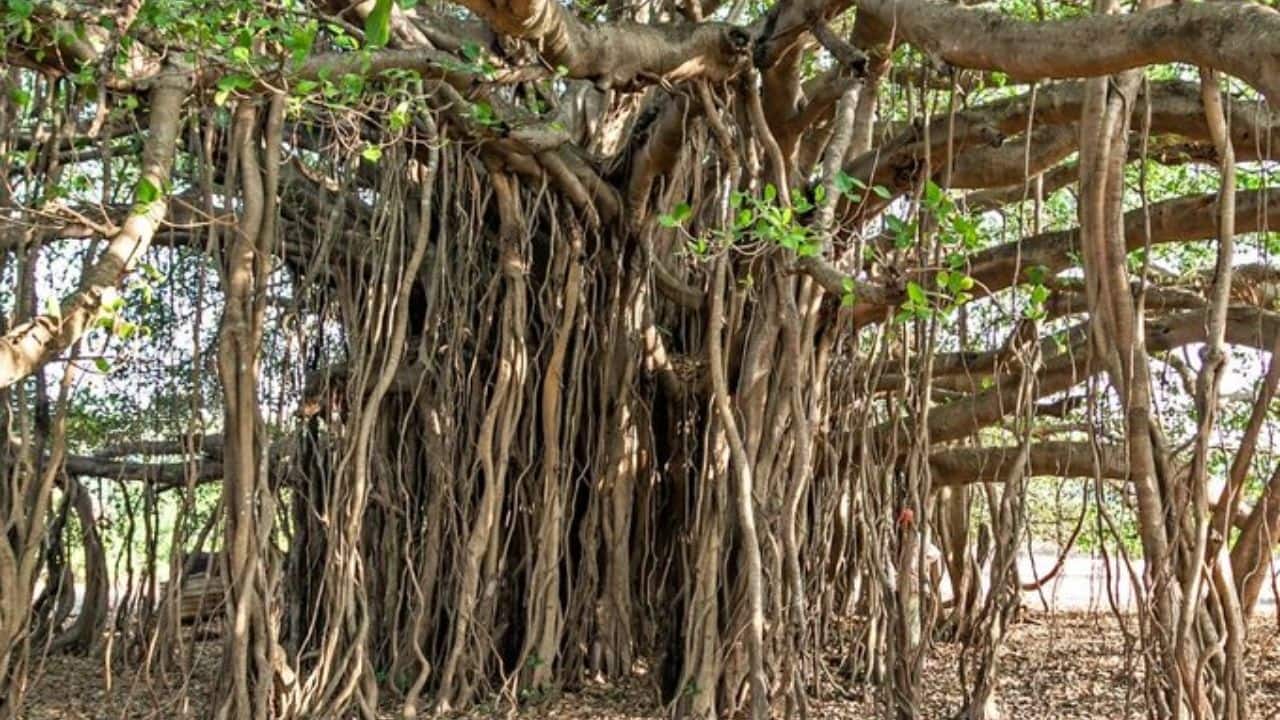 Thimmamma Marrimanu is named after a local woman, Thimmamma. (Image: Social Media)