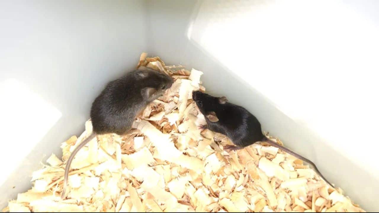 Chinese scientists create mice with two dads without any female DNA—know how