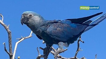 Spix's macaws (Cyanopsitta spixii)