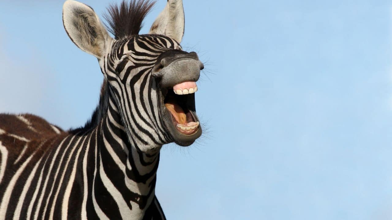  Stripes Repel Insects: Zebra stripes help keep flies and insects away! Studies show that biting flies find it harder to land on striped surfaces, giving zebras a natural defence against pests. (Image: Canva)