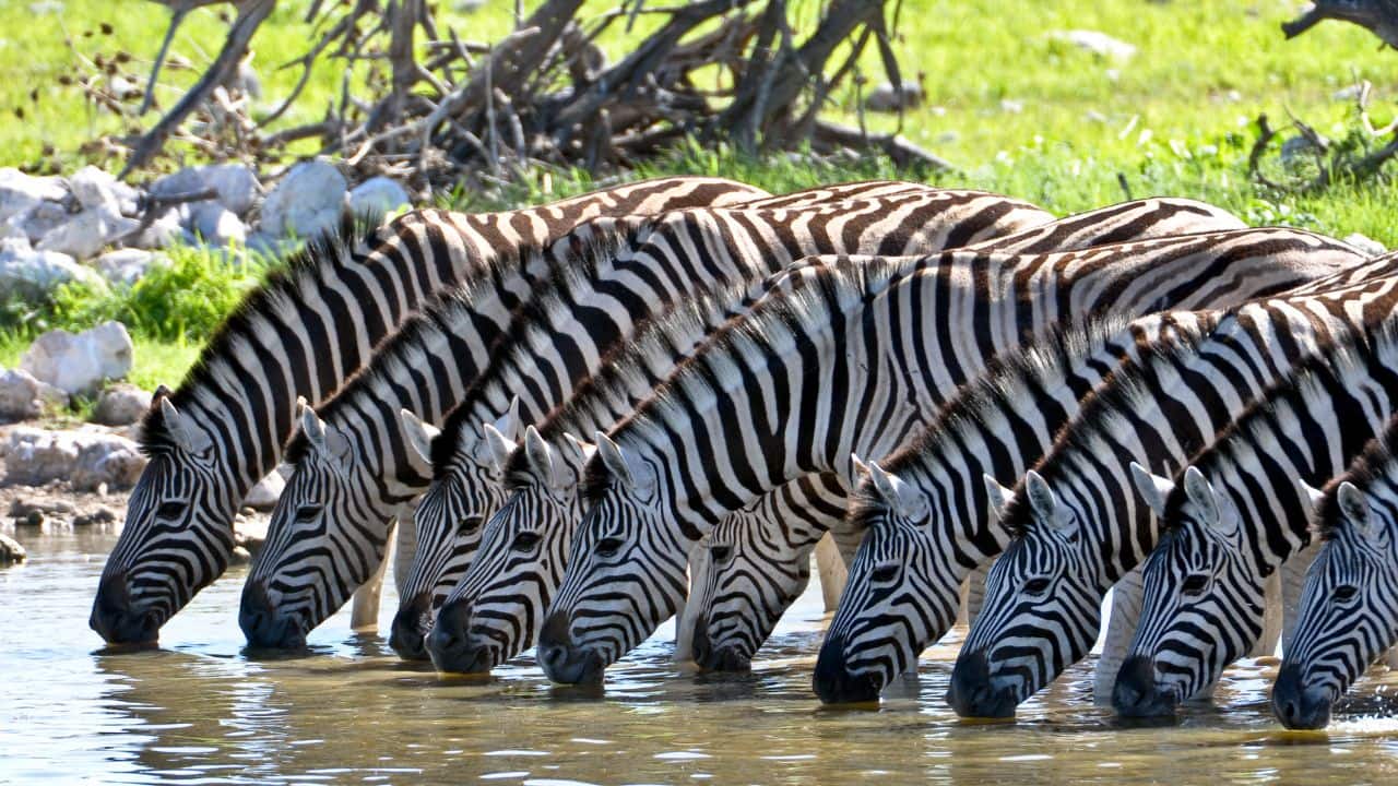 Social Animals: Zebras live in herds for protection. They form strong family bonds, with one dominant male leading the group. Their close-knit social structure helps them survive in the wild. (Image: Canva)