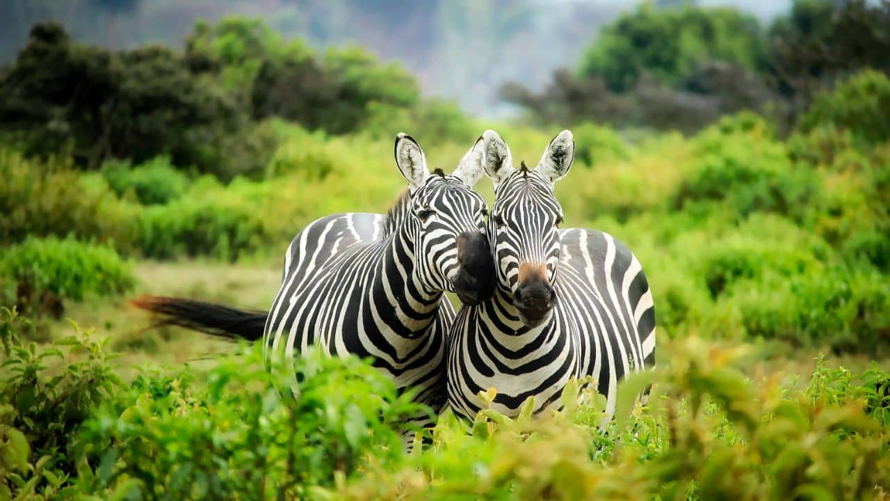  Communication Methods: Zebras communicate through facial expressions, body movements, and sounds. They bray, snort, and even use ear positioning to express emotions like fear or aggression. (Image: Canva)