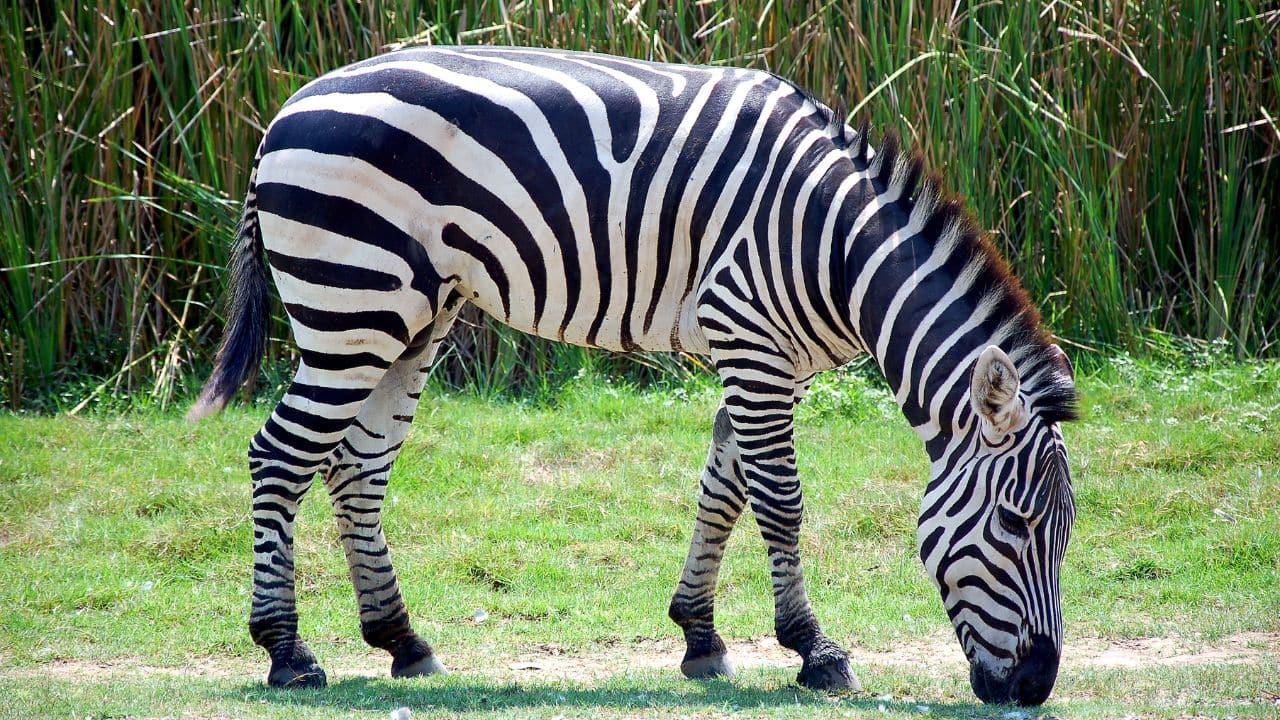 Unique Stripes: No two zebras have the same stripe pattern! Their black-and-white coats are as unique as human fingerprints, helping them recognise each other and blend into their surroundings. (Image:: Canva)
