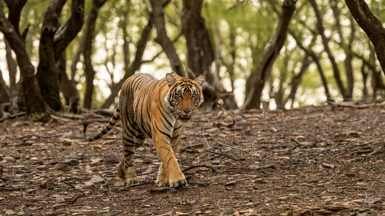 7. Ranthambore National Park, Rajasthan For wildlife lovers, Ranthambore is a must-visit. Beyond its famous tigers, the park is home to ruins of ancient forts, picturesque lakes, and lush forests. Capture the mighty creatures in their natural habitat or snap shots of the majestic landscapes that stretch across the park. (Image: Canva)