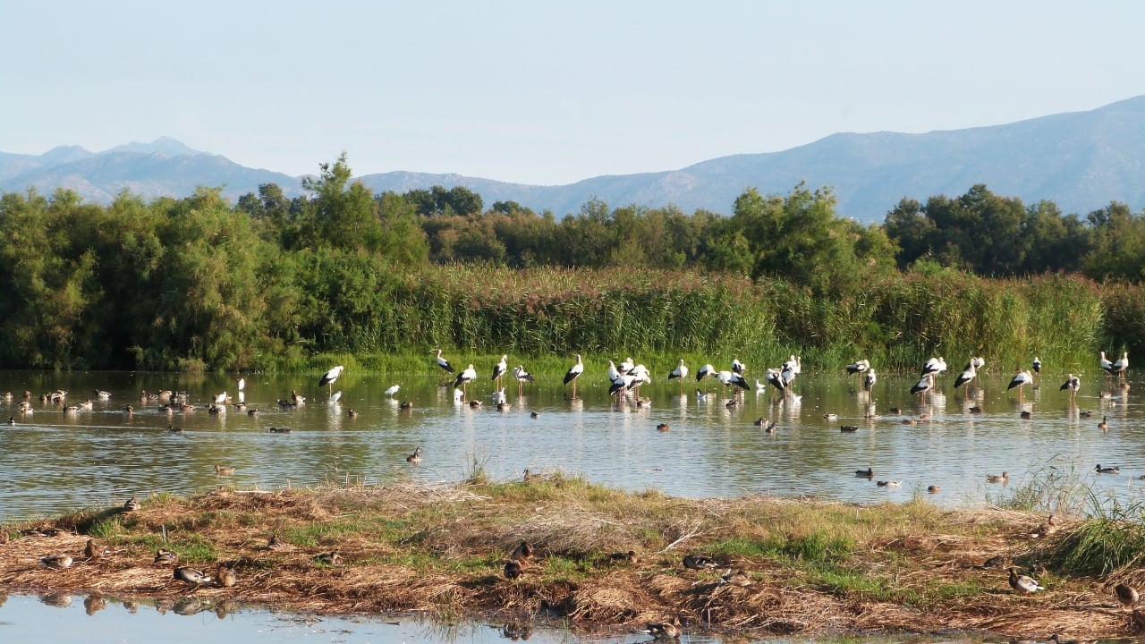 10 Offbeat Wetlands in India to Explore for Birdwatching This February